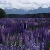 Motorrad Tour 94--te-anau-milford- photo