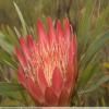 Motorrad Tour the-baviaanskloof- photo