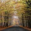 Motorrad Tour struharov--forest-ride- photo